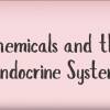 化学品和内分泌系统