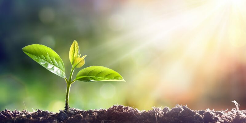 Ammonia serves as a chemical building block for fertilizers